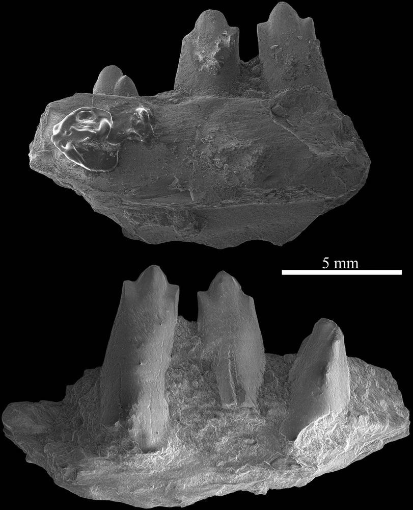apolithoma-iguana.jpg