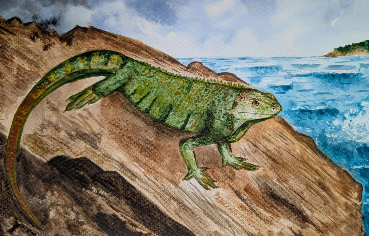 iguanabalkanatolia.jpg