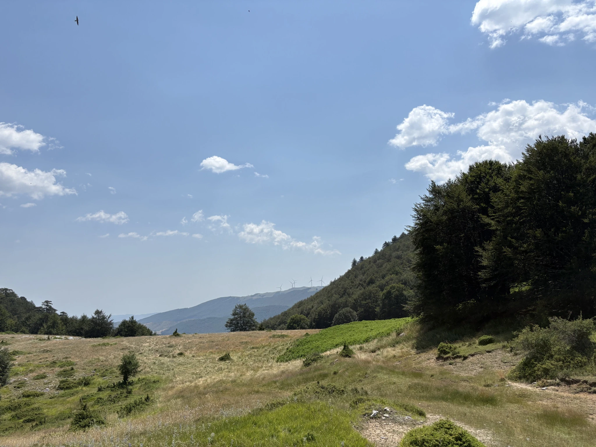 img-3109.jpeg?v=0