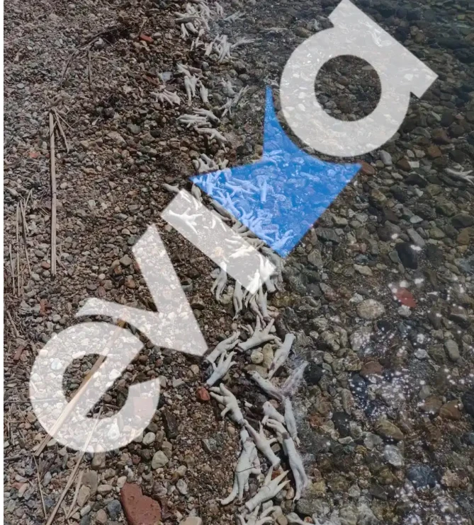 stighmiotipo-2026-08-22-81706-mm.png
