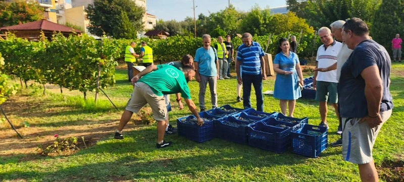 astikos-ampelonas-trygos6.jpg?v=0