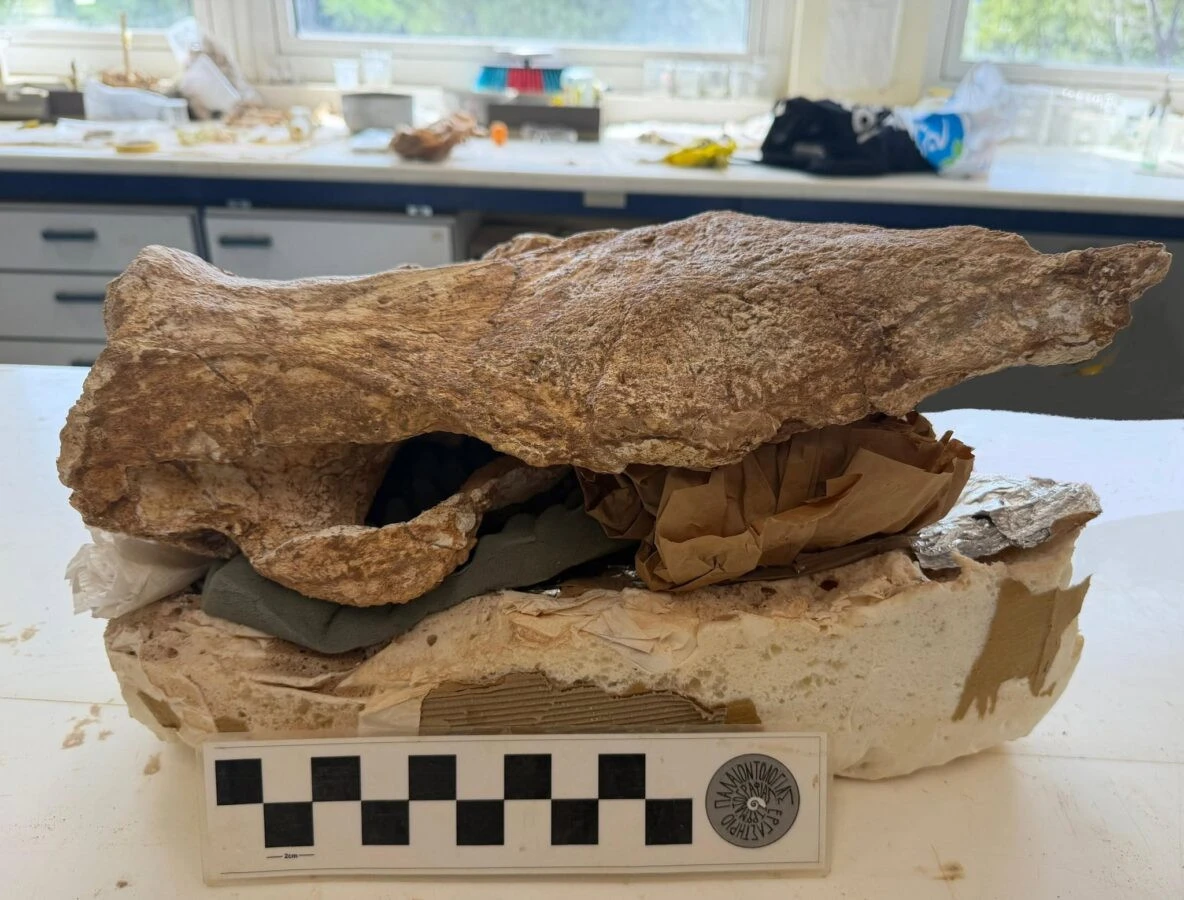 apolithoma-siteia.jpg?v=0