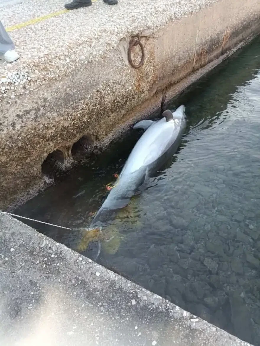 delfini.webp?v=0