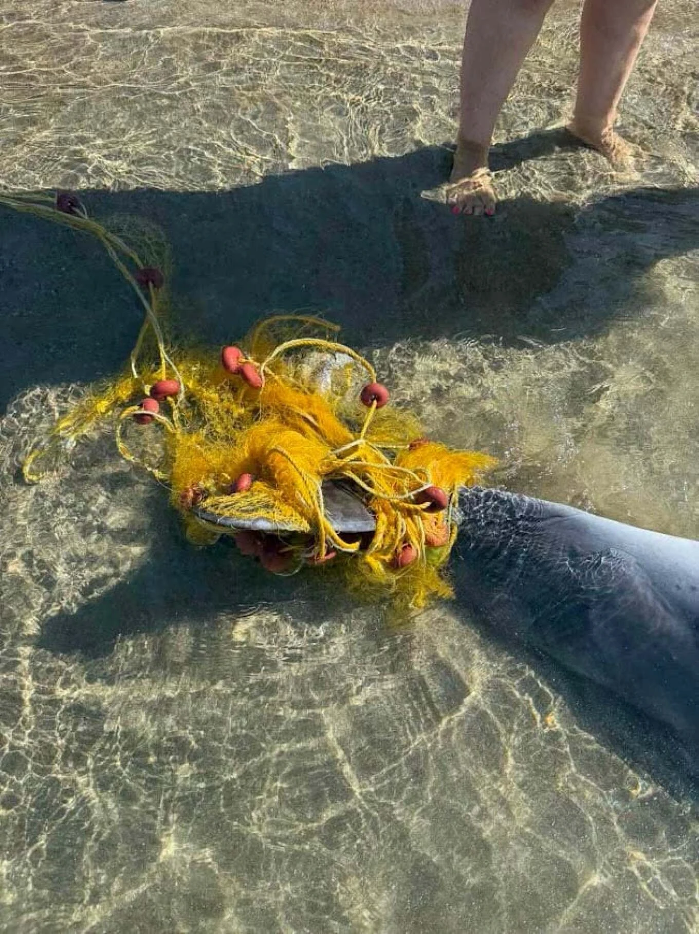 delfini1.jpg?v=0