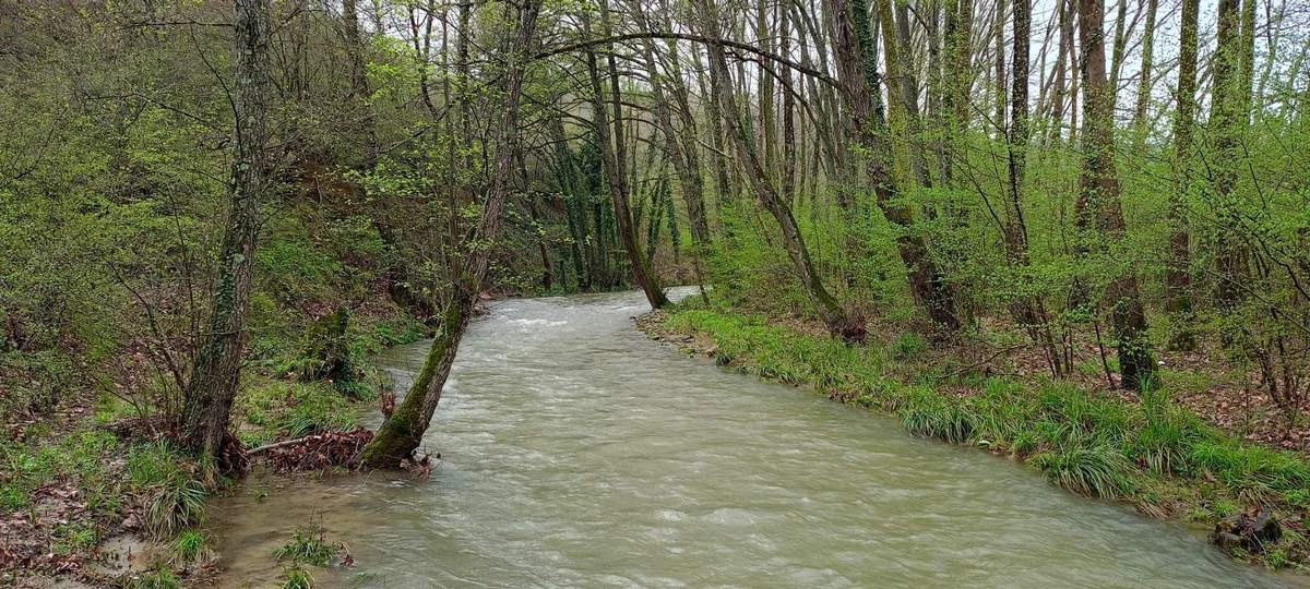 monopatinegossa.jpg?v=0