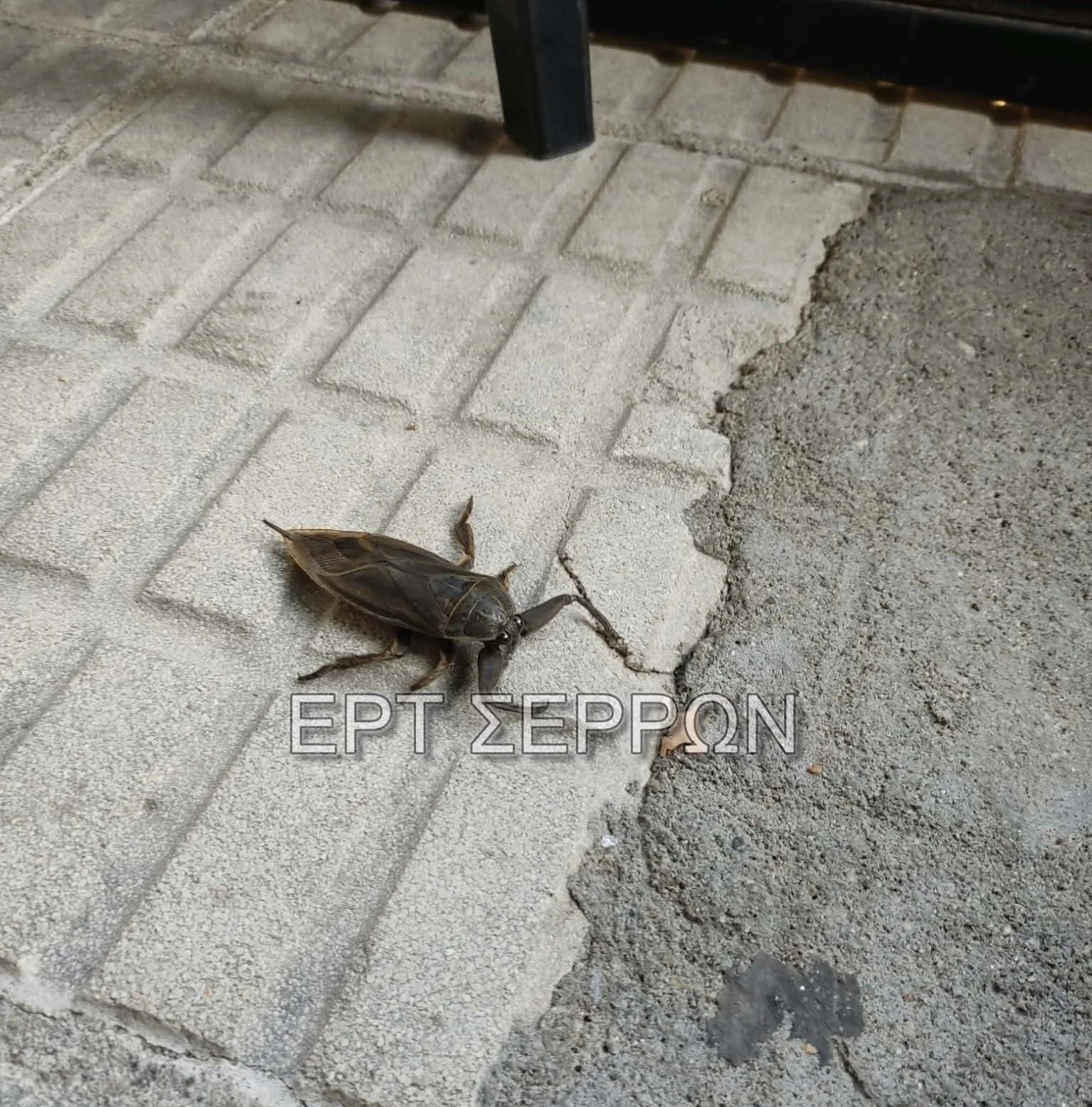 watermarked-lithokeros-serres-2-1515x1536.jpg?v=0