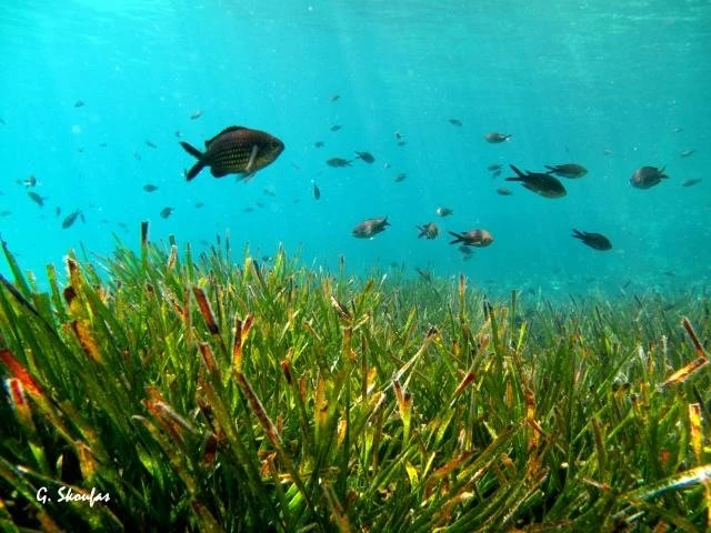 posidonia.jpg