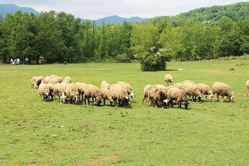 ktinotrofia-ptovata.jpg?v=0