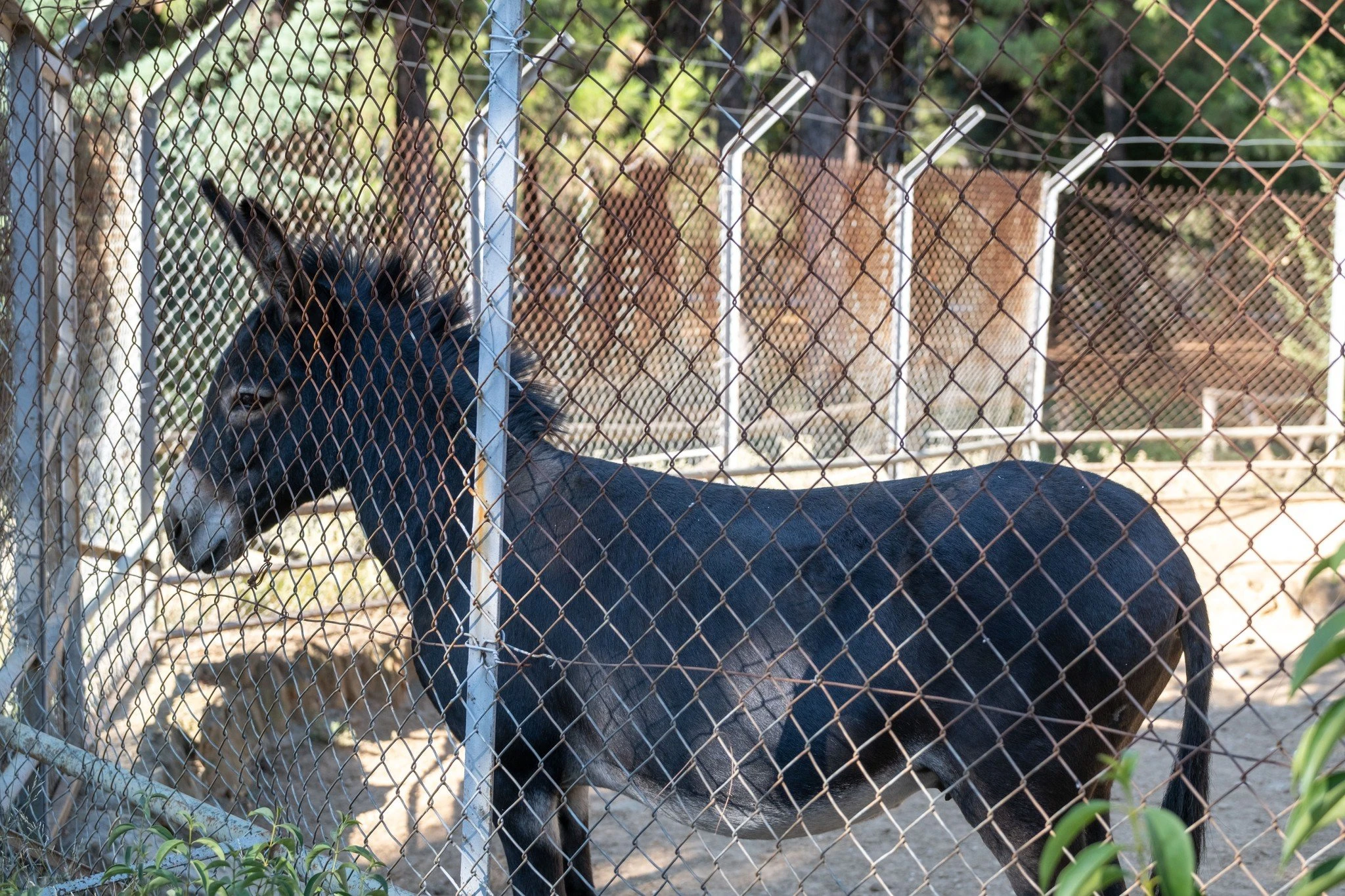 donkey-zoo.jpg