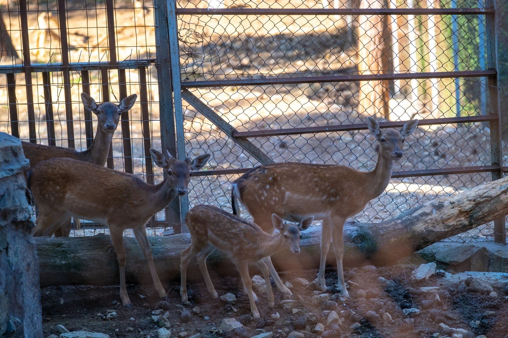 elafia-zoo.jpg