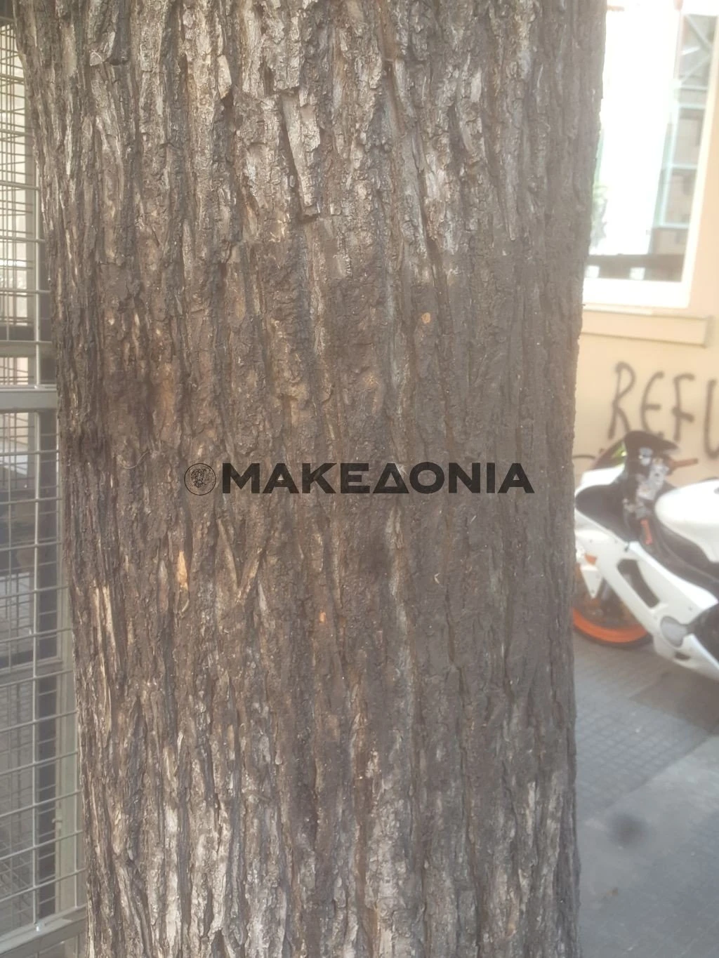 dentra-tsimiski.jpg