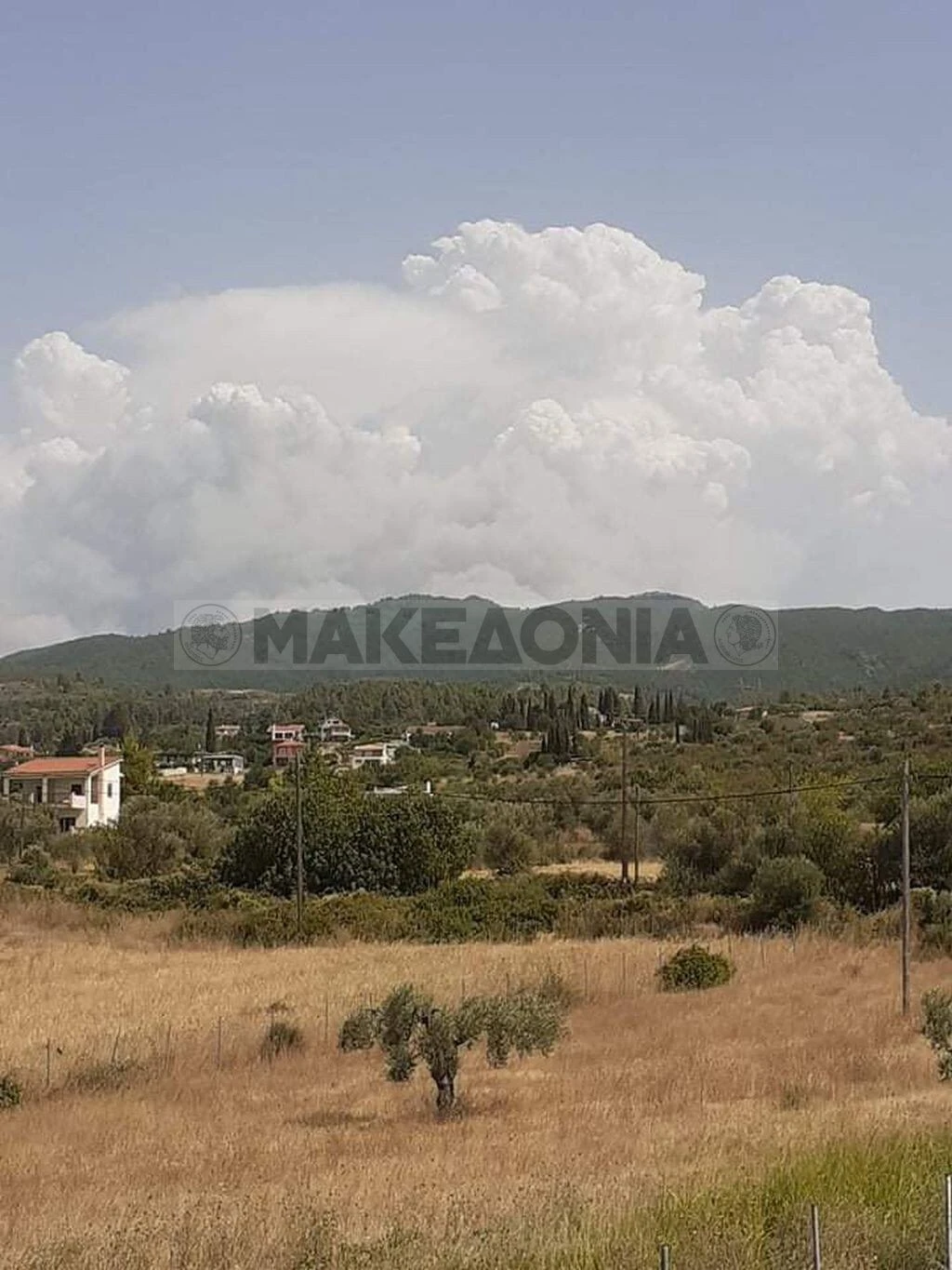 pyrkagia-evoia3.jpg