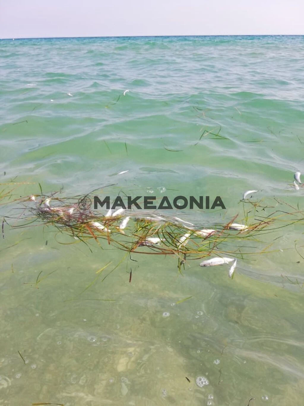nekra-psaria-mykoniatika-xalkidiki.jpg