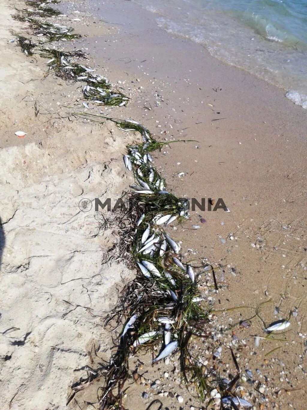 nekra-psaria-mykoniatika-xalkidiki2.jpg