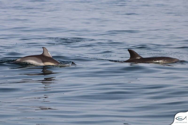 koina-delfinia-thermaikos.jpg