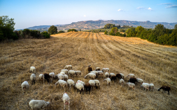 Ξεκινά πιλοτικά η ηλεκτρονική ιχνηλάτηση αιγοπροβάτων με ενδοστομαχικούς βώλους