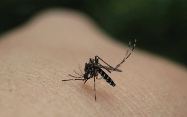Κρούσμα του ιού του Δυτικού Νείλου στη Θεσπρωτία