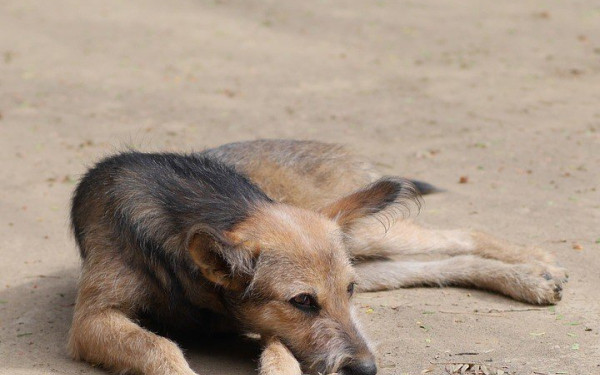 Λέσβος: Σκότωσαν με φόλα σκυλί, μπροστά σε μαθητές στην αυλή του σχολείου 