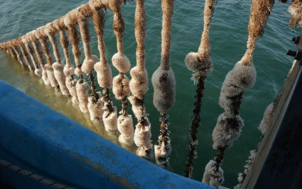 Θεσσαλονίκη: Πλήγμα για τις μυδοκαλλιέργειες του Θερμαϊκού Κόλπου λόγω των υψηλών θερμοκρασιών