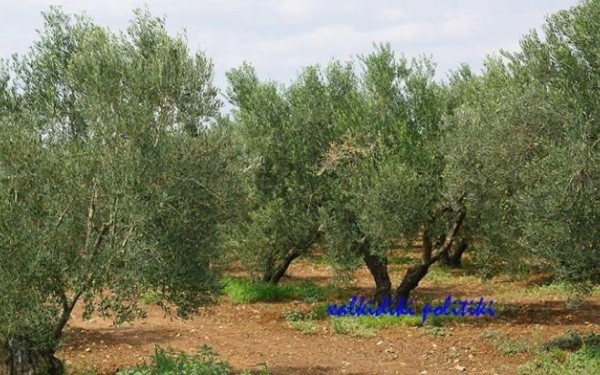 Χαλκιδική: Η έλλειψη εργατών γης αφήνει τις ελιές... στα δέντρα