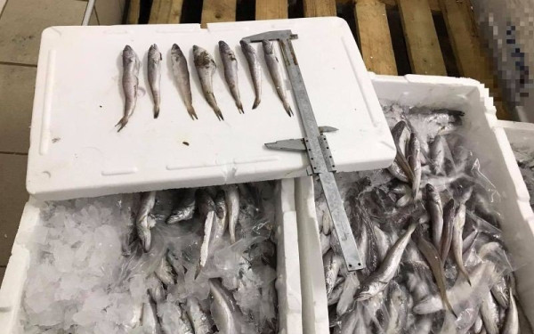 Θεσσαλονίκη: Αλιευτικοί έλεγχοι και κατασχέσεις στη Νέα Μηχανιώνα
