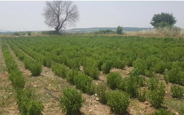 ﻿«Χρυσή διέξοδος» για τους αγρότες η καλλιέργεια στέβιας