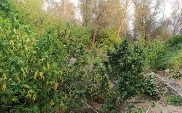 Θεσσαλονίκη: Eίχε στο σπίτι του 29 κιλά κάνναβης (φωτ.)