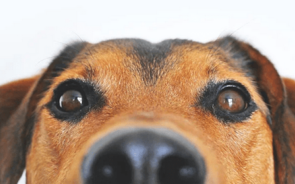 Σέρρες: Έδεσε και έσερνε τον σκύλο του με το αυτοκίνητο