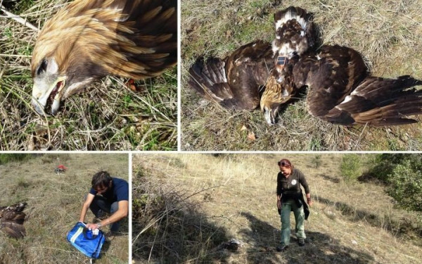 Kατεπείγον αίτημα δράσης ενάντια στη δηλητηρίαση της άγριας ζωής 
