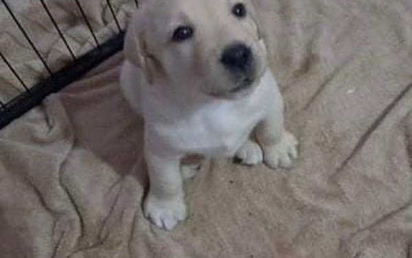 Μήνυση σε βάρος άνδρα που φαίνεται σε βίντεο να κακοποιεί σκύλο στον Λαγκαδά (φωτ.)