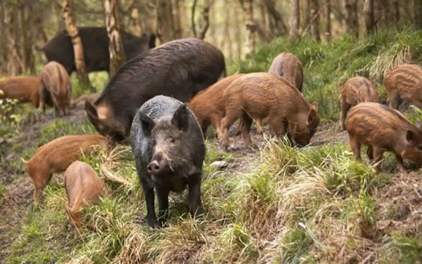 Συναγερμός στη Ροδόπη για αφρικανική πανώλη στους χοίρους