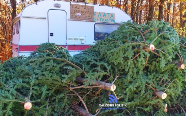 Ρεκόρ πωλήσεων για τα έλατα του Ταξιάρχη