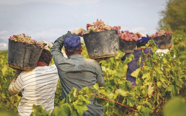 «Χάθηκε» το ένα τρίτο της οινοπαραγωγής...