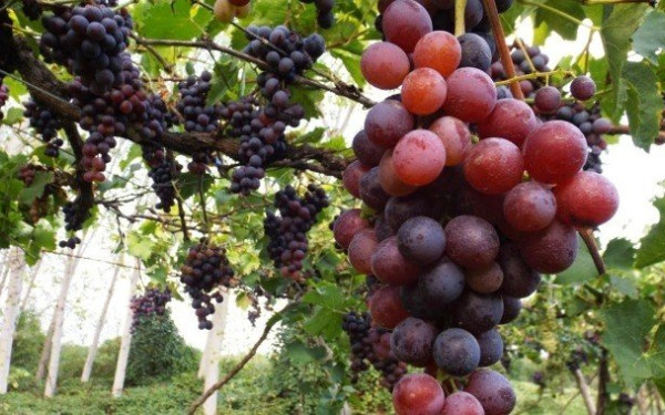 ΚΕΟΣΟΕ: Μείωση 24,85% στην φετινή οινοπαραγωγή