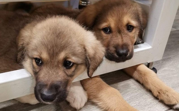 Αδέσποτα, καμπάνες και ψησταριές: Τα αιτήματα που δέχεται ο Συμπαραστάτης του Πολίτη στην Κεντρική Μακεδονία