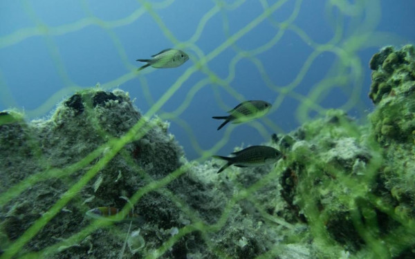 Θεσσαλονίκη: Τα περισσότερα μικροπλαστικά της Μεσογείου σε ψάρια του Θερμαϊκού