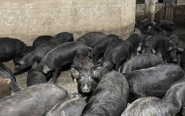 Ανακοίνωση της ΠΚΜ για την Αφρικανική Πανώλη των Χοίρων