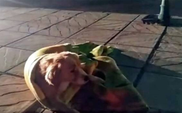 Η ανθρωπιά του αστυνομικού έσωσε... έναν τραυματισμένο σκύλο 