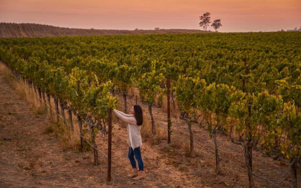 Η πρώτη Ελληνίδα Master of Wine, Όλγα Καραπάνου-Crawford, μιλά για το ελληνικό κρασί και διηγείται τη διαδρομή της 