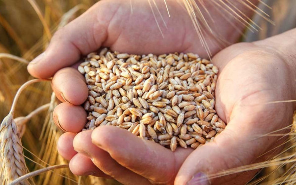 Ουκρανία: αδύνατη η εξαγωγή σιτηρών από τα λιμάνια λόγω του ρωσικού αποκλεισμού 