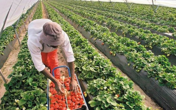 Αντιπαράθεση στη Βουλή για τη συμφωνία με την Αίγυπτο που φέρνει 5.000 εργάτες γης