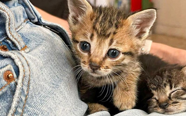 Σοκ στο Λουτράκι: Πέταξε γάτα από τον 5ο όροφο και βρήκε τραγικό θάνατο