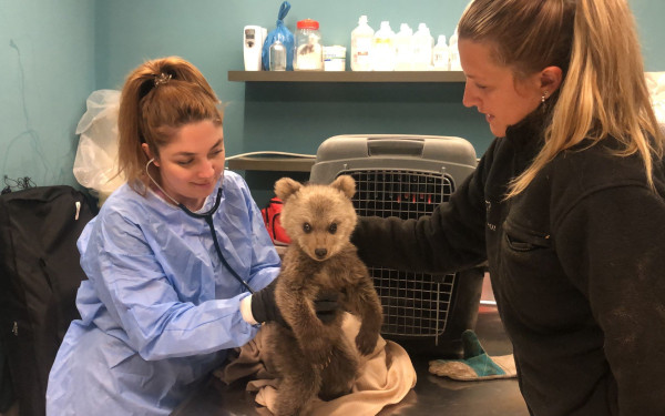 Ο Θωμάς, το τριών μηνών αρκουδάκι του "Αρκτούρου" είναι... survivor 