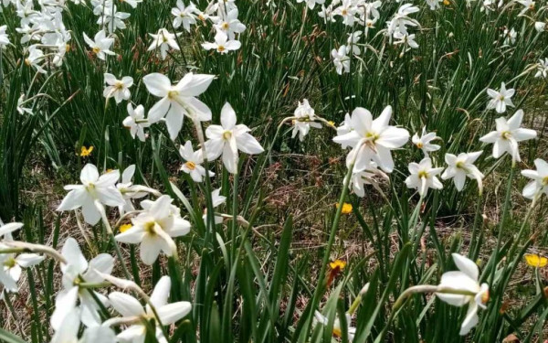 «7η Γιορτή της Άνοιξης»: Ανακοίνωση του Προγράμματος Προαγωγής Αυτοβοήθειας ΑΠΘ 
