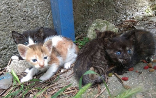 Ύδρα: Χειροπέδες σε 25χρονο που κακοποιούσε γάτα μέσα στο λιμάνι 