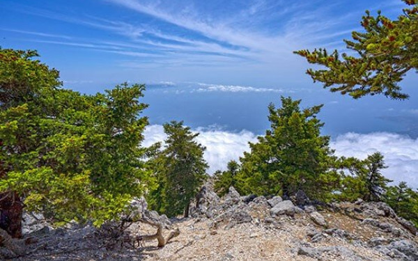 Κ. Σκρέκας: Ξεκινά η διαδικασία αποκατάστασης στο δάσος της Δαδιάς 