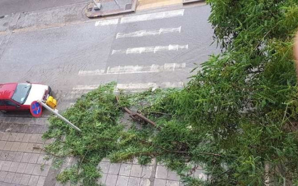 Θεσσαλονίκη: Αντιδράσεις για την κοπή δέντρων στον Δήμο (βίντεο)