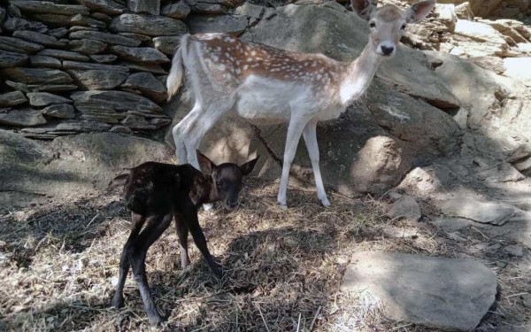 Σπάνιο μαύρο ελάφι σε φάρμα της Άνδρου -Η εξήγηση για το χρώμα του (φωτ.)
