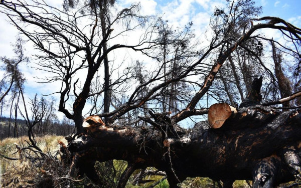 «Ο ουρανός έβρεχε στάχτες»: Η Βόρεια Εύβοια θυμάται την πύρινη κόλαση ζώντας ανάμεσα στα αποκαΐδια (βίντεο, φωτ.)