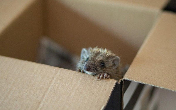 Κτηνωδία στη Θεσσαλονίκη: 35χρονος σκότωσε και σούβλισε άγριους σκαντζόχοιρους